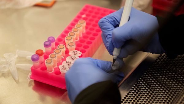 Researchers at the Microbiology Research Facility work with coronavirus samples as a trial begins to see whether malaria treatment hydroxychloroquine can prevent or reduce the severity of the coronavirus disease (COVID-19), at the University of Minnesota in Minneapolis, Minnesota, U.S. March 19, 2020 - Sputnik International