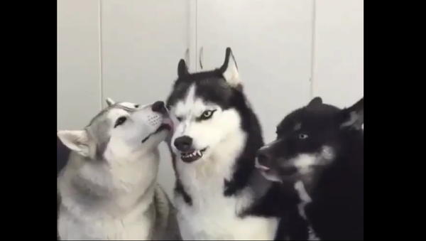 Three Huskies - Sputnik International