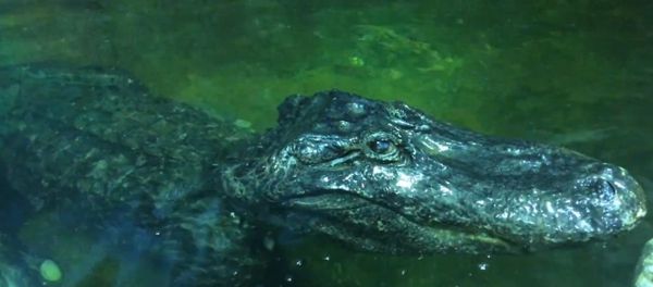 Alligator named Saturn Alligator named Saturn - Sputnik International