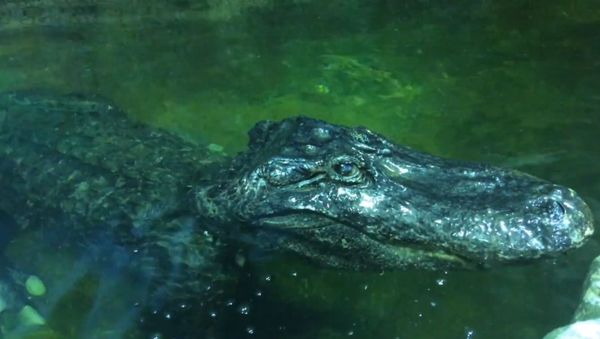 Alligator named Saturn  - Sputnik International
