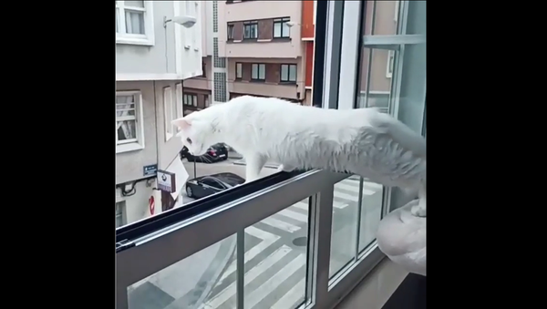 White Kitty - Sputnik International