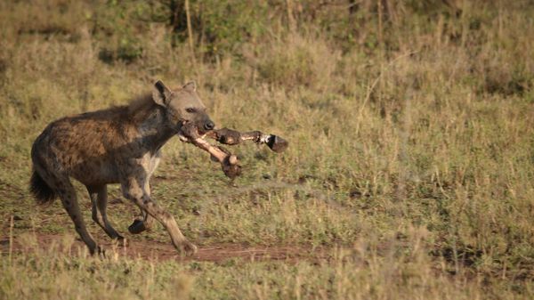 Hyena  - Sputnik International