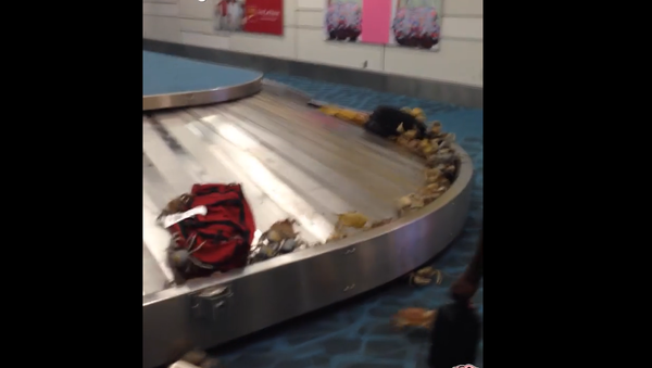 Crabs in Airport - Sputnik International
