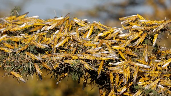Desert locusts are seen on a tree (File) - Sputnik International