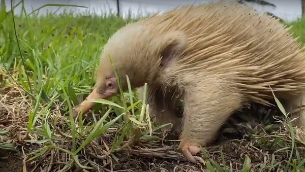 A Rare Albino Echidna    - Sputnik International