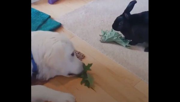 This bunny was an only child until her parents brought home a golden retriever puppy - Sputnik International