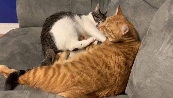 Kitty Doesn't Feel Like Cuddling - Sputnik International