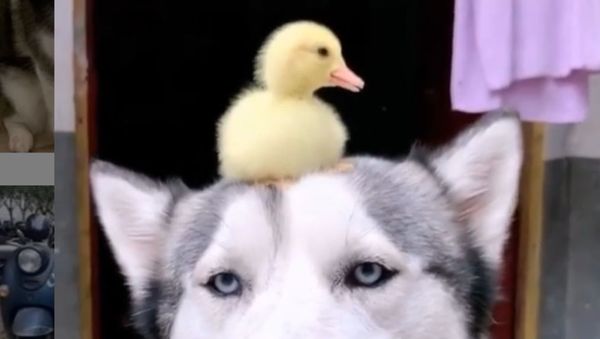 Unexpected Best Friends: Baby Duck Loves Resting Atop Husky’s Head  - Sputnik International