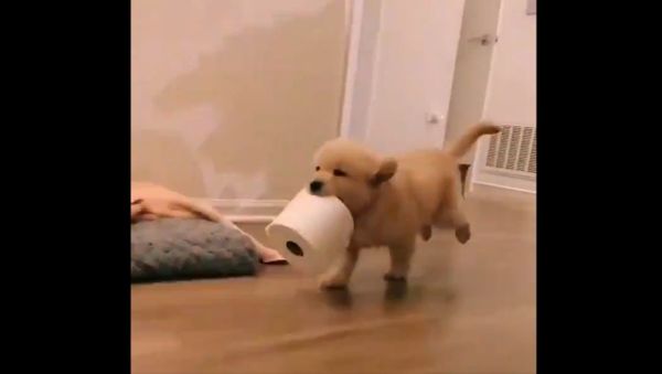 Golden Retriever   - Sputnik International