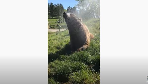 Grizzly Bear Loves Cool Shower on Hot Day  - Sputnik International