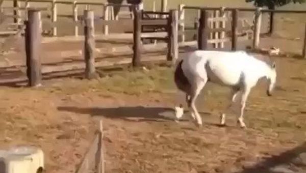 A horse and a rooster - Sputnik International