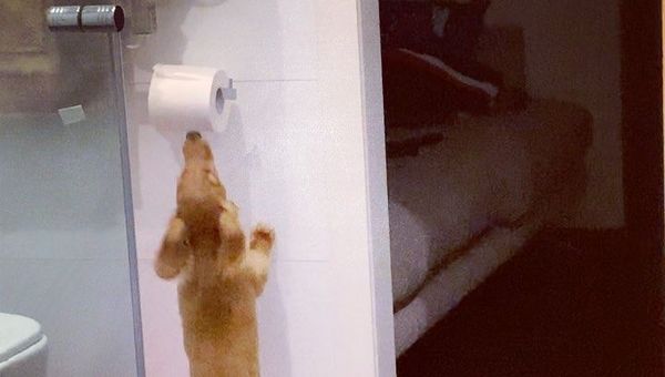 dog and toilet paper - Sputnik International