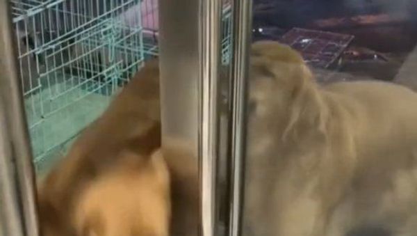 retrievers - Sputnik International