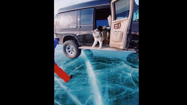 Alaskan Malamute on ice - Sputnik International