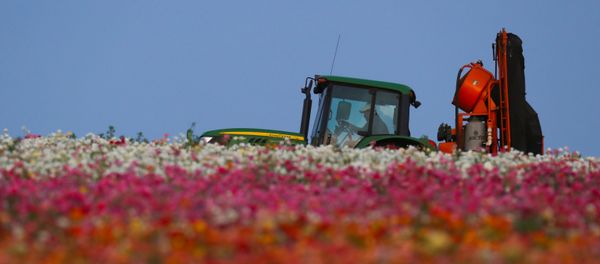 An agricultural worker navigates his equipment through the closed and empty flower fields of Carlsbad during the outbreak of the coronavirus disease (COVID-19) in Carlsbad, California, US, May 7, 2020 An agricultural worker navigates his equipment through the closed and empty flower fields of Carlsbad during the outbreak of the coronavirus disease (COVID-19) in Carlsbad, California, US, May 7, 2020 - Sputnik International