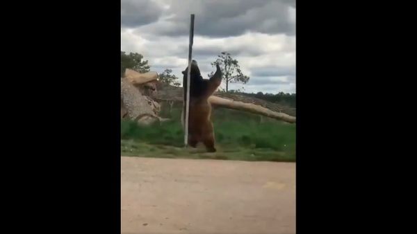 Ever imagined how would a bear dance?? - Sputnik International