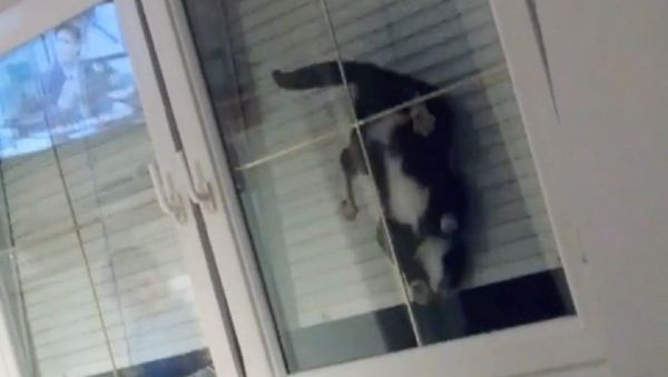 Cat  - Sputnik International