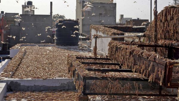 In this photograph taken on May 25, 2020 swarms of locusts are seen atop a residential building in Jaipur in the Indian state of Rajasthan - Sputnik International