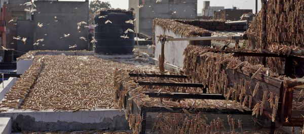 In this photograph taken on May 25, 2020 swarms of locusts are seen atop a residential building in Jaipur in the Indian state of Rajasthan In this photograph taken on May 25, 2020 swarms of locusts are seen atop a residential building in Jaipur in the Indian state of Rajasthan - Sputnik International