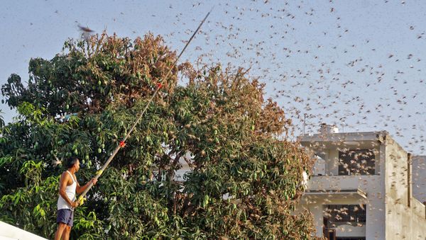 In this photograph taken on May 25, 2020 a resident tries to fend off swarms of locusts from a mango tree in a residential area of Jaipur in the Indian state of Rajasthan - Sputnik International
