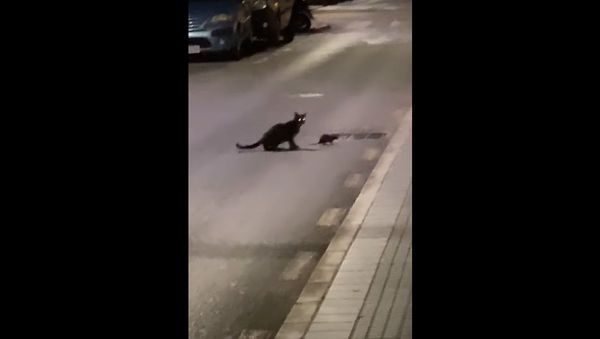 Cat vs Ninja Rat   - Sputnik International