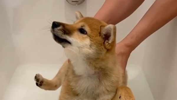 Adorable Shiba Inu Scared of Learning to Swim  - Sputnik International