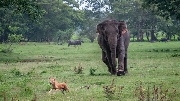 Indian elephant - Sputnik International