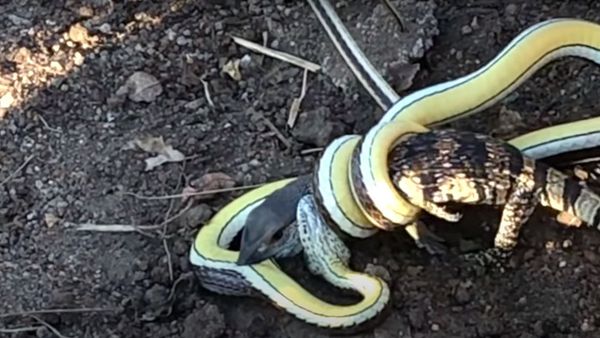 Lizard Fights Snake to Try Escape - Sputnik International