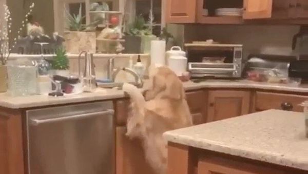 Golden retriever - Sputnik International