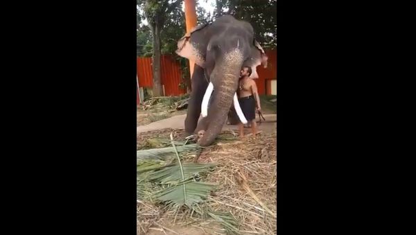 A Mahout at a Temple in Kerala asks his Elephant permission to go home - Sputnik International