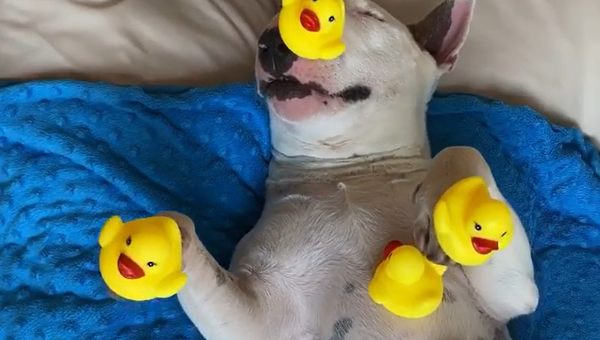 Tired Bull Terrier Totally Zonked Out  - Sputnik International