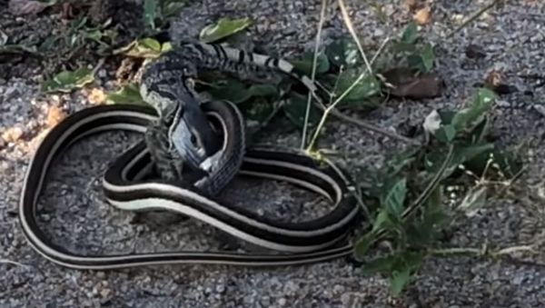 Lizard vs Snake - Sputnik International