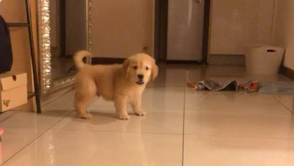 Golden retriever puppy - Sputnik International