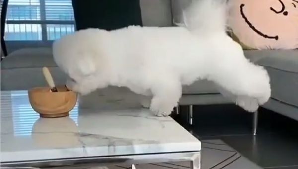 Puppy - Sputnik International