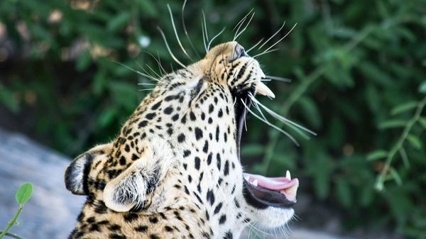 Leopard - Sputnik International