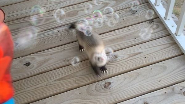 Ferret vs bubbles - Sputnik International