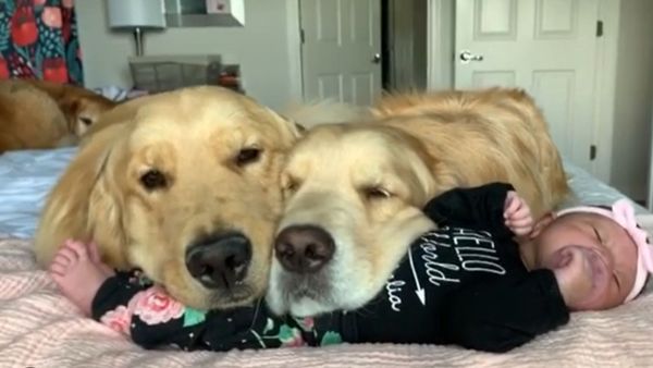 Golden Retrievers Protect Newborn Baby  - Sputnik International