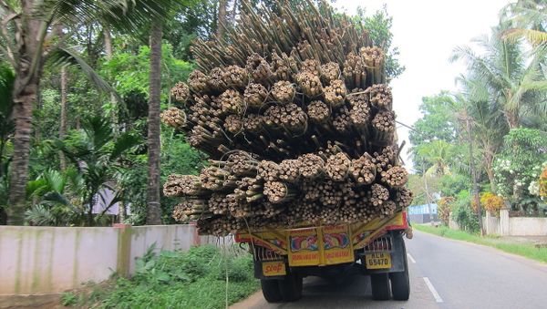 India reed bamboo - Sputnik International