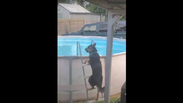 German Shepherd Learned How to Get into Pool   - Sputnik International