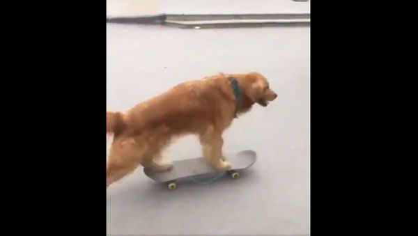 Golden Retriever - Sputnik International