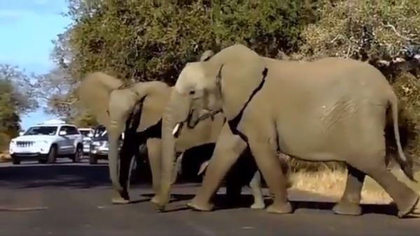 Matriarch of elephant family comes with lot of expertise & leads from the front - Sputnik International