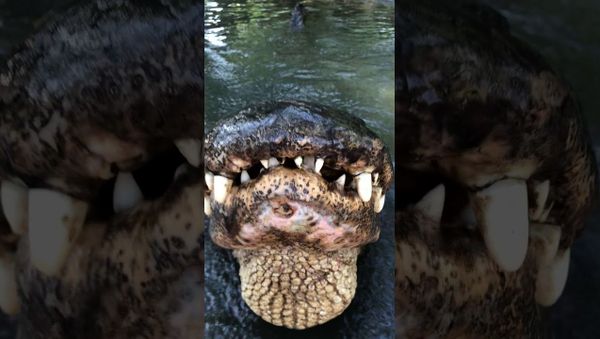 Hunter The American Alligator Says Good Morning  - Sputnik International