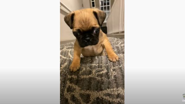 Adorable Pug Puppy Makes First Climb Up Stairs  - Sputnik International