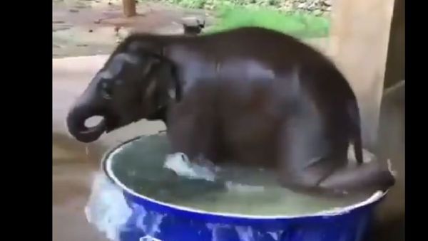 Elephant - Sputnik International