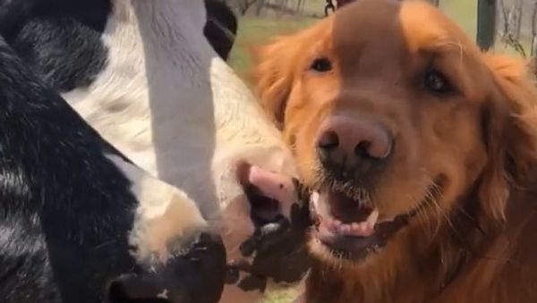 Cows Love Golden Retriever Friend  - Sputnik International