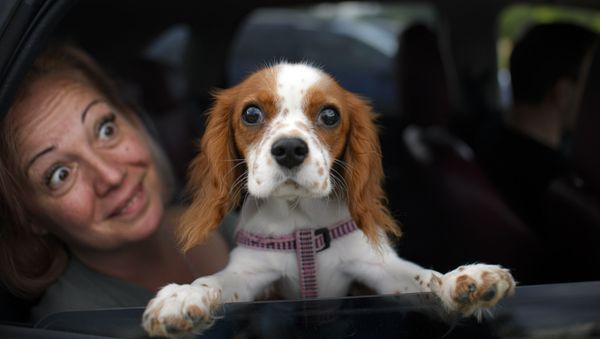 The Perfect Bond Between Humans and Dogs - Sputnik International
