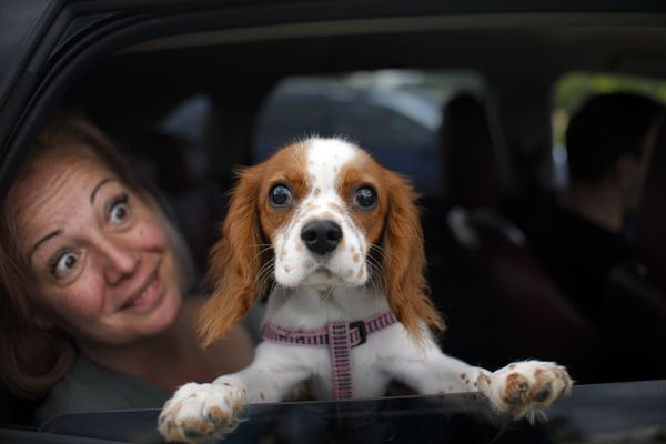 The Perfect Bond Between Humans and Dogs The Perfect Bond Between Humans and Dogs - Sputnik International