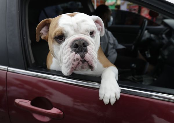 The Perfect Bond Between Humans and Dogs The Perfect Bond Between Humans and Dogs - Sputnik International