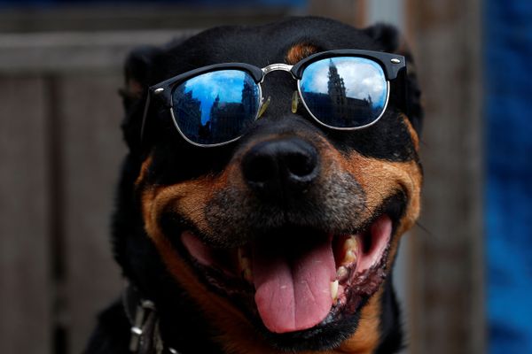 The Perfect Bond Between Humans and Dogs The Perfect Bond Between Humans and Dogs - Sputnik International
