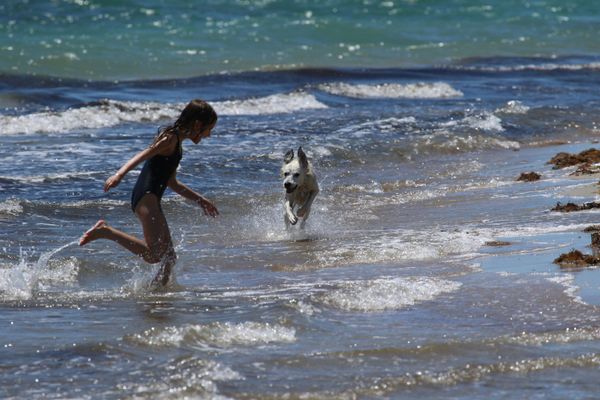 The Perfect Bond Between Humans and Dogs The Perfect Bond Between Humans and Dogs - Sputnik International